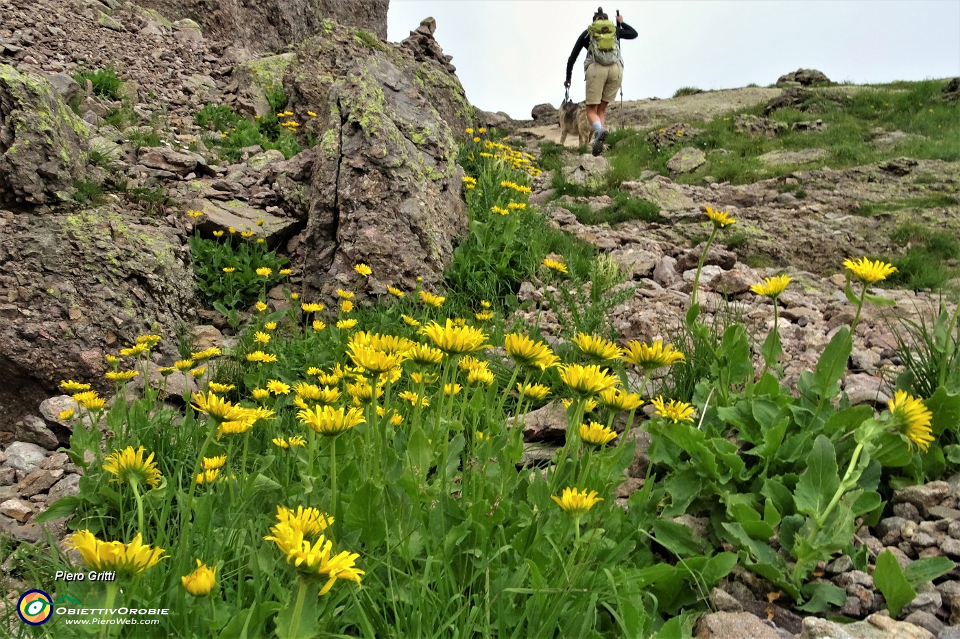 61 Estese fioriture di Doronico dei macereti (Doronicum grandiflorum).JPG